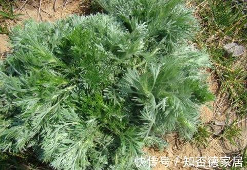 美容养颜|女性不想老得快,脸上爬满皱纹,3类野菜,美容养颜,美白抗衰老