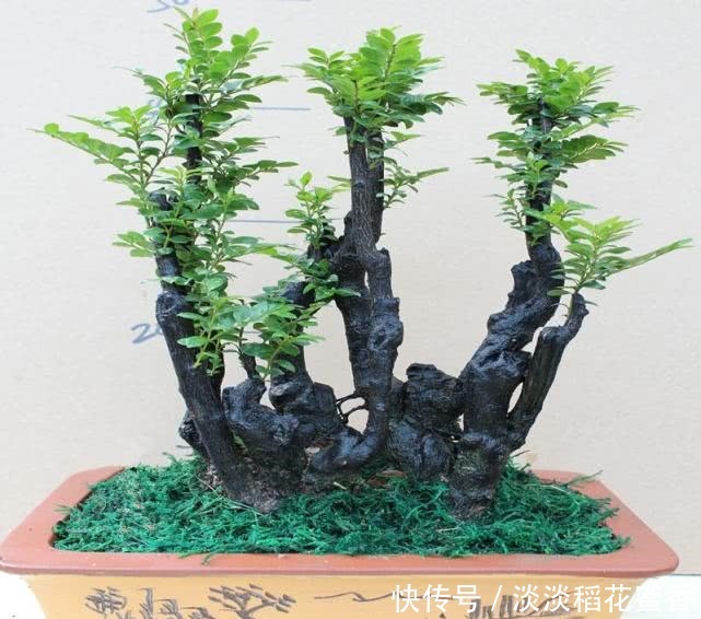 此花再贵,家里都要养2盆,除“细菌”驱害虫,价值珍贵增福气!