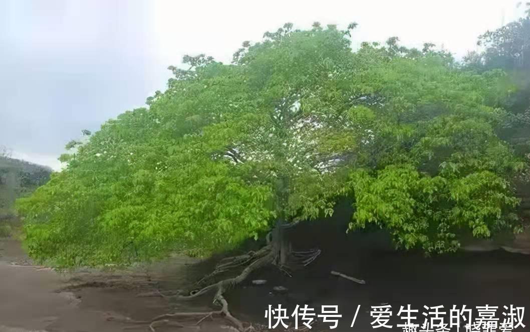 金皮树|认识植物界的“六大毒树”，看到“绕道走”，涨知识不吃亏