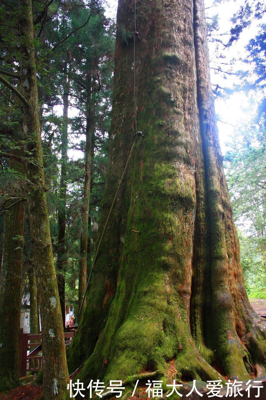 十几人|亚洲树王2300岁高龄，就在阿里山，需十几人才能合抱