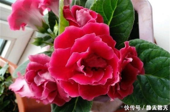 大岩桐花|一种四季开花的花，用叶子都能“插活”，漂亮又好养，不养可惜了！