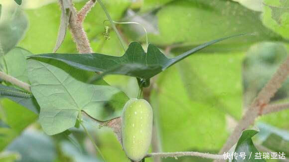 野黄瓜|一种生长在山里的野生果实,没有多少人吃过,种子是棕褐色的,很甜