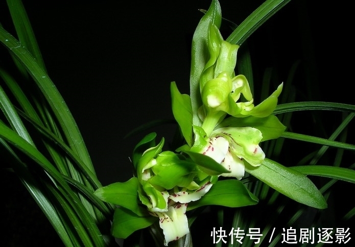 牡丹瓣|它被誉为国兰“奇花之首”,花瓣多达百片,香味浓郁,简单易活