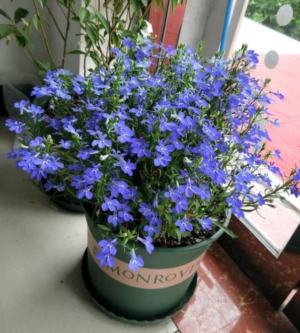 家养这5款花卉，花大色艳胜牡丹，开花一茬又一茬，轻松打造小花