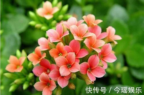 丽格海棠|3种花美如仙，完胜牡丹还好养，给点水就疯长，寓意吉祥福连连！