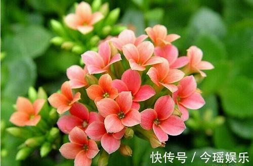 丽格海棠|3种花美如仙,完胜牡丹还好养,给点水就疯长,寓意吉祥福连连!