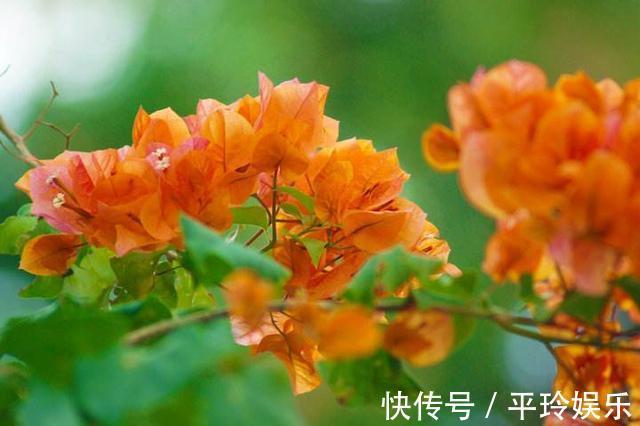 三角梅服盆之后的养护,做好几点,新芽蹭蹭长,花开爆盆