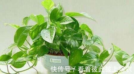 叶片|最厉害的养花营养液给绿萝喝一勺,四季不黄叶,一窜2米高