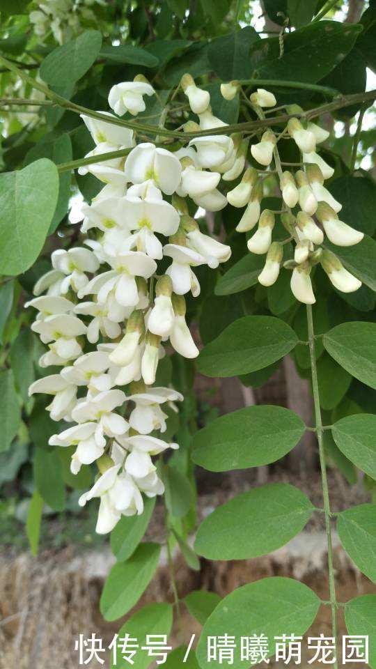 紫色|农村常见的5种野生蔬菜,城里人贼喜欢,健康美味有营养