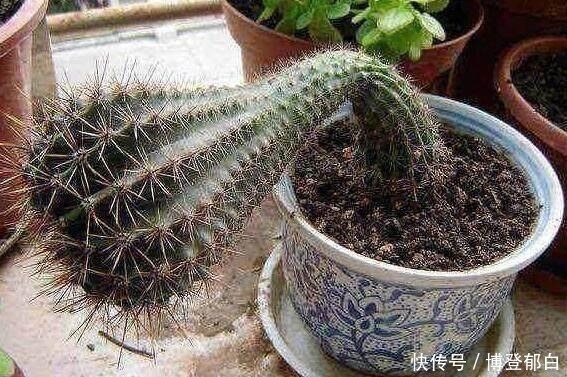 喜出望外|熊孩子砍了仙人球一刀,后来长成了这样,家人眼都喜出望外