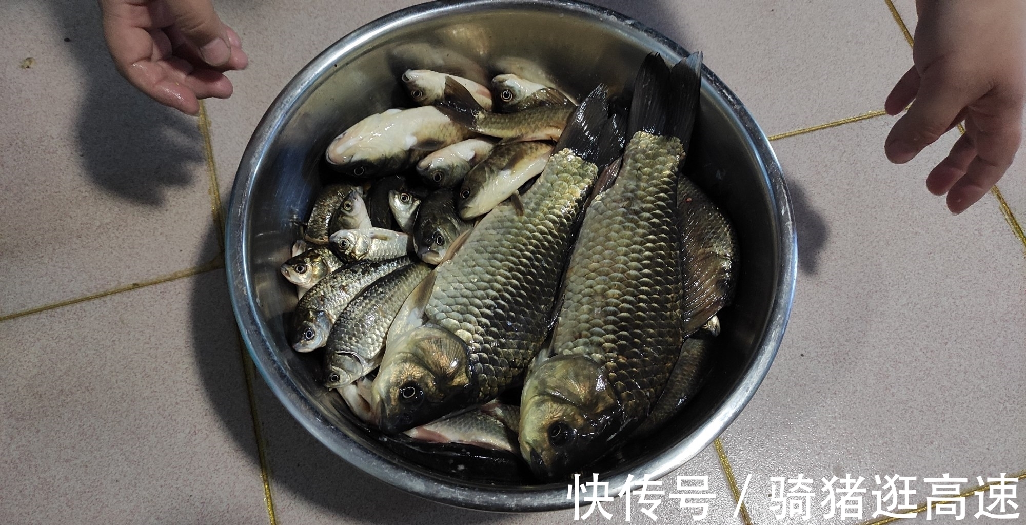 钓鲫鱼20多年,才发现秋季钓鲫鱼最实用的四招,鱼获翻倍就靠它了