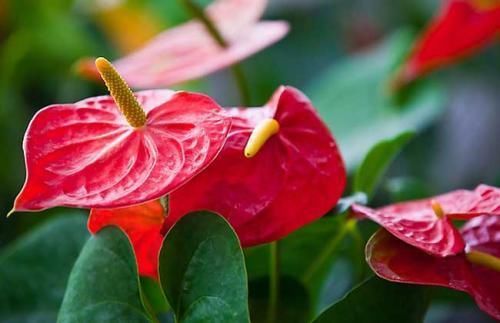 红掌能在家里养吗？