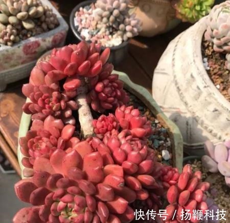 光照|夏天褪色的多肉红宝石,8月教你几个小技巧,养成红艳肉墩子