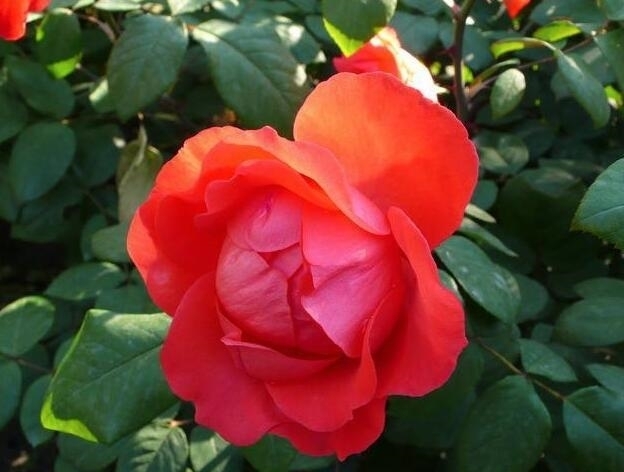 杀菌|月季得叶枯病怎么办?教你“2法”,大蒜水浇灌,快速告别叶枯病