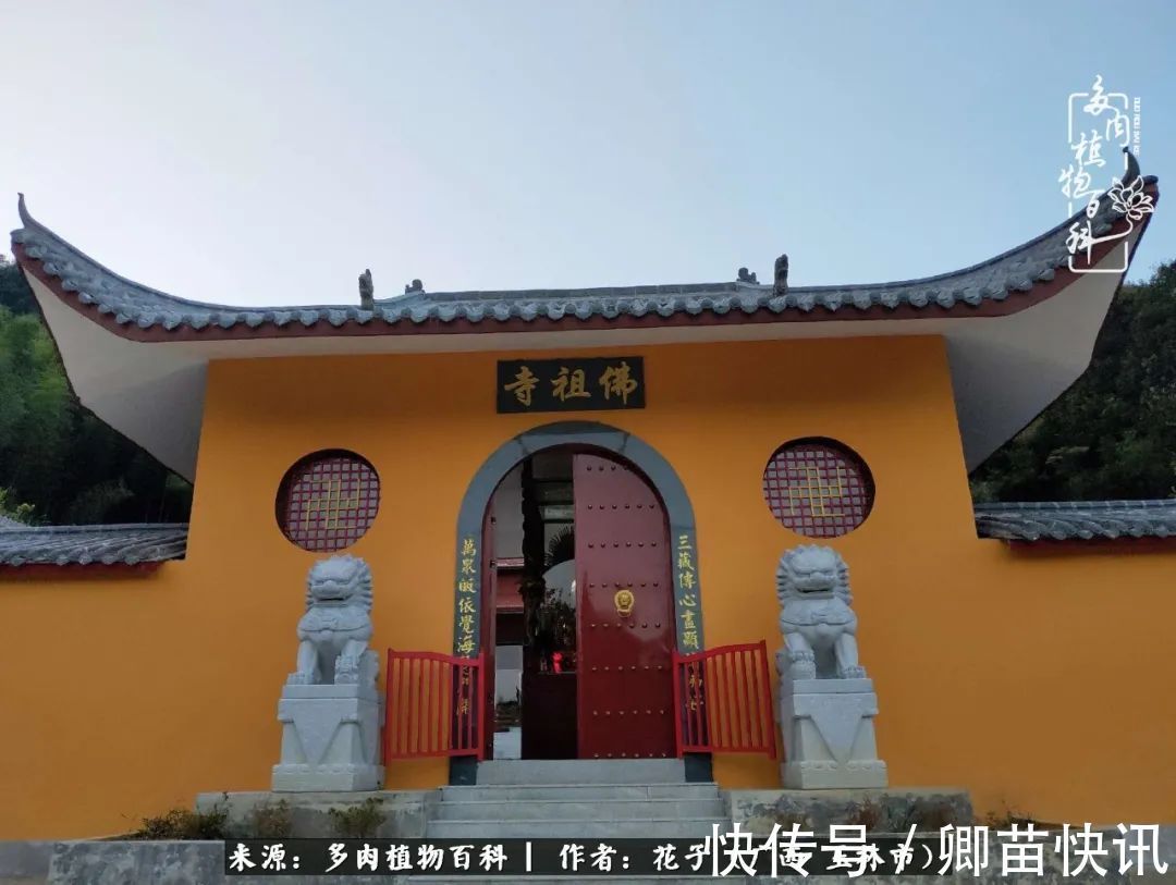 为了爱情来到陌生城市,偶遇多肉,地老天荒的爱恋!