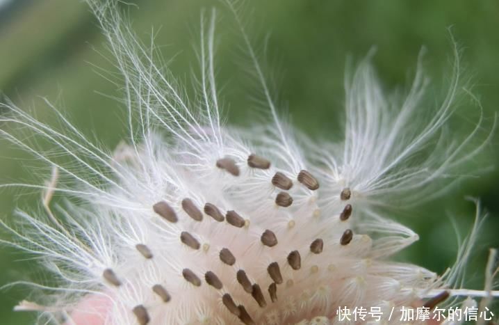 延缓|40岁女性多吃3种食物,美容养生、延缓衰老,好处多多
