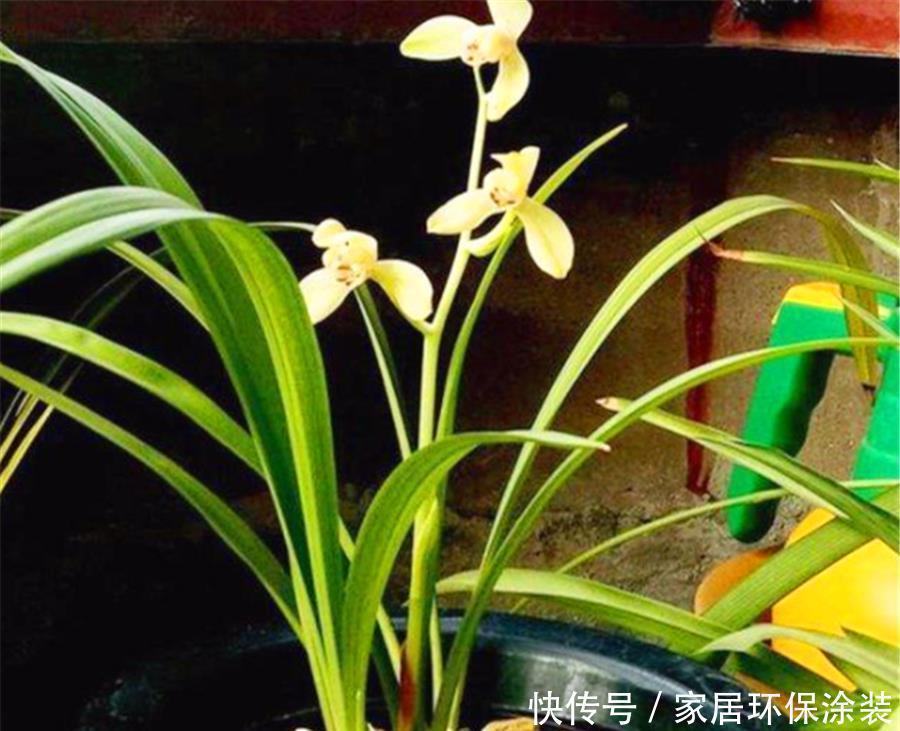 兰花|夏天养兰花,学会3个巧办法,叶子翠绿长势好,冬天猛开花