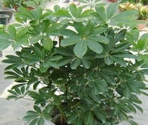 叶片|三伏天里,家里摆3种“叶子花”,叶子比花更漂亮,很有“档次”