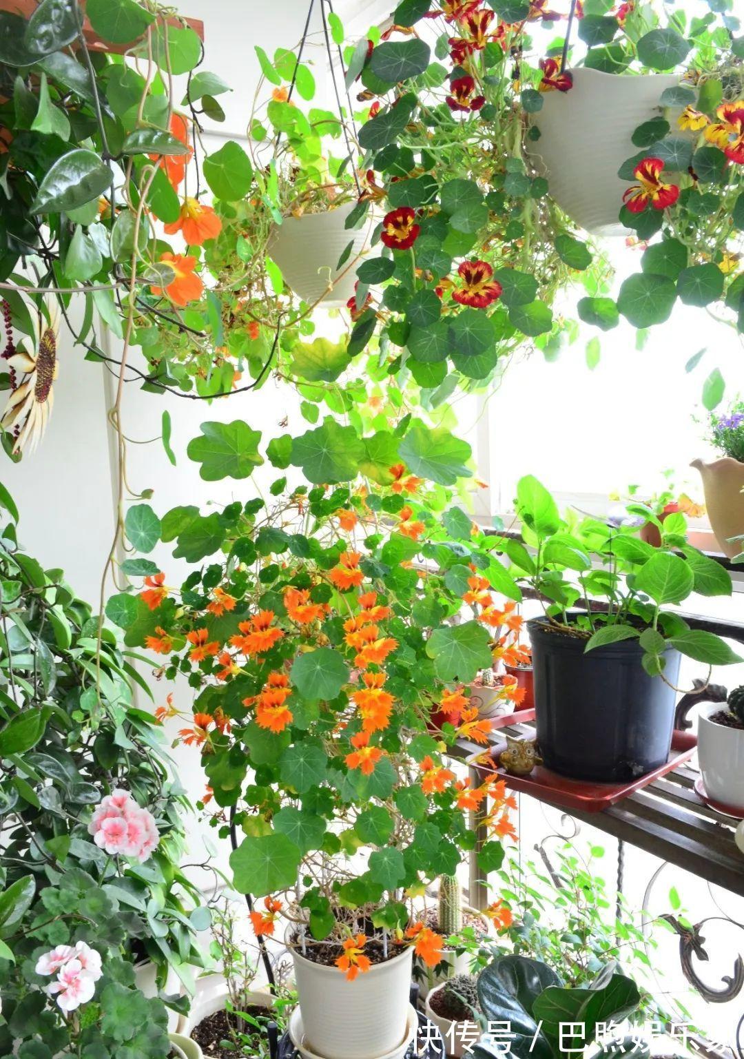 枝条|家里有这6种花,赶紧挂起来,长的快、开花一年比一年多!