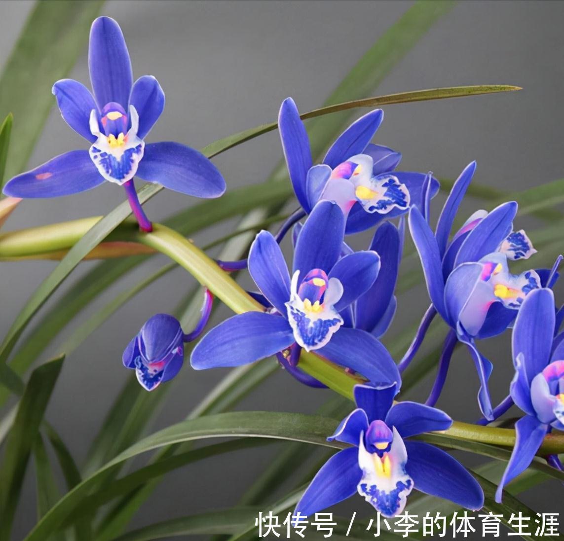 这款蓝色四季兰,突然就火了,人称最美兰花,遇见别错过