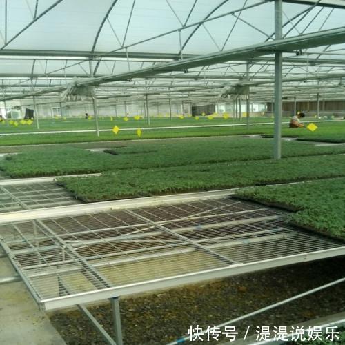 冬天|古代养花有“催花术”,土窖里烧点火,牡丹冬天都能开花