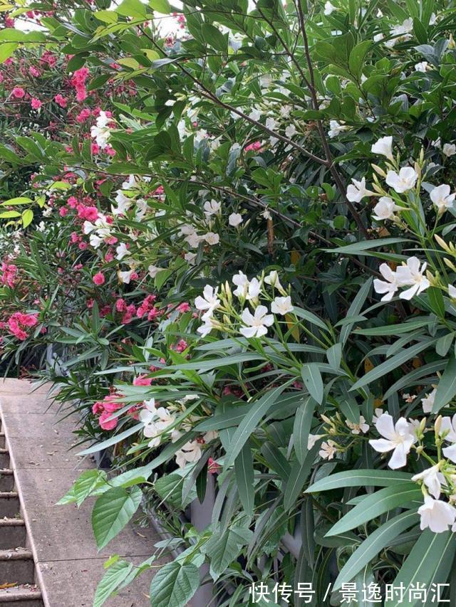 乌头|门口的果子像“龙葵”,赶紧要拔掉、千万别吃,会中毒