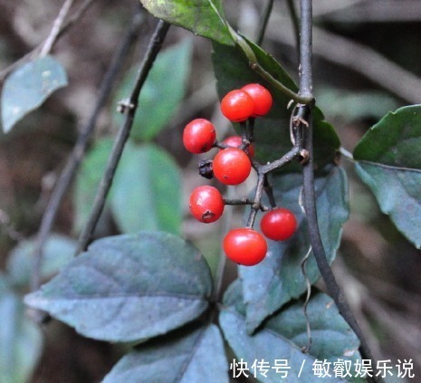 农村地区|被称之为“药王”,农民称它治百病的抗癌草,现在市场1千元一斤