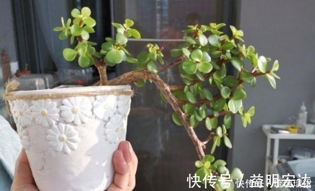 金枝玉叶这么剪，越剪越好看，变成盆景老桩，越养越值钱！