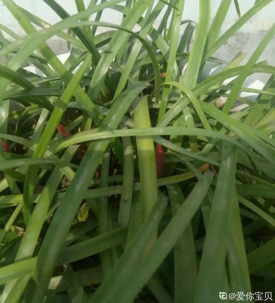 虐着养的花,剪成秃子,半月不浇水,呼呼开花