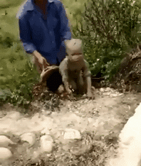 |搞笑GIF:一转身美美哒