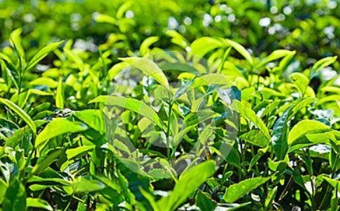 泡脚|十个人九个有脚气,晚上常用此叶子泡脚,抗菌消炎,远离脚臭困扰