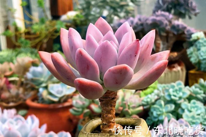 多肉|别人的多肉越养越美,你的却越养越丑?8年肉友告诉你是什么原因