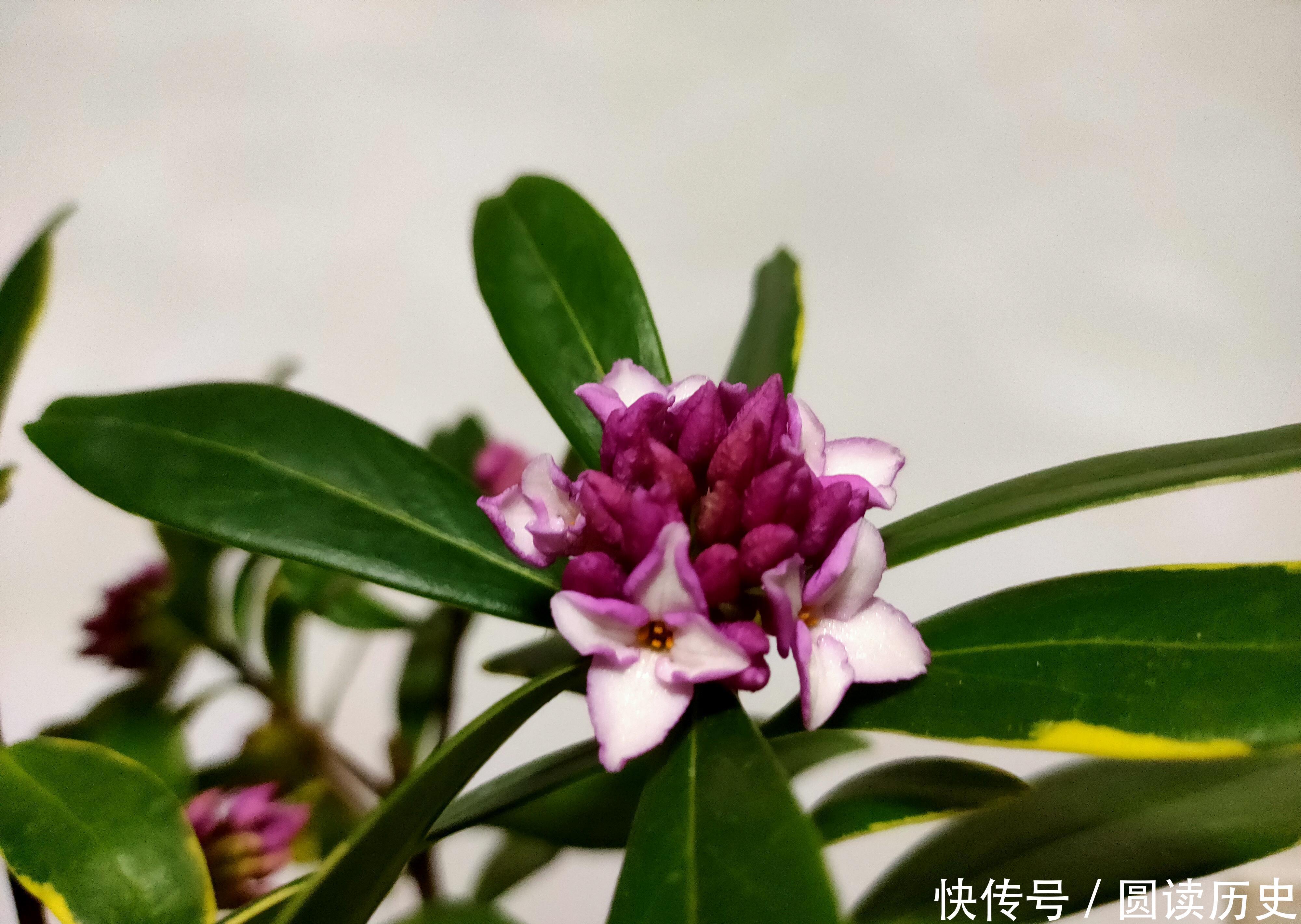 4种生命力顽强的植物,“见”土就活,给点阳光,植株旺盛开花多