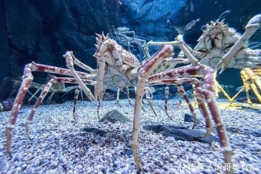 生蚝|这些美味在当地泛滥成灾,在我国却价格不菲,需要人工饲养