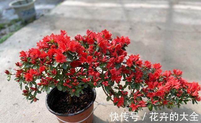 磷酸二氢钾|以下花想要养好难度大,需要熟知它的习性,养护上还要少犯错