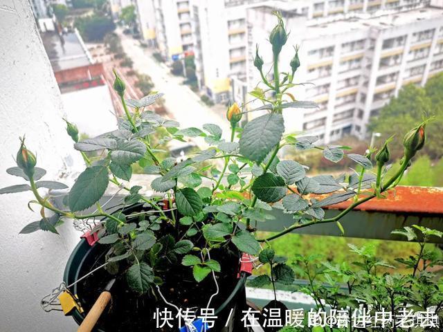 养花技巧公认难养的3种花，高手用经验告诉你，怎样快速开花