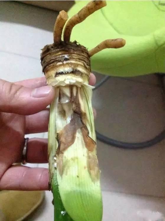 植物|快死的花卉这样做,能轻松起死回生!