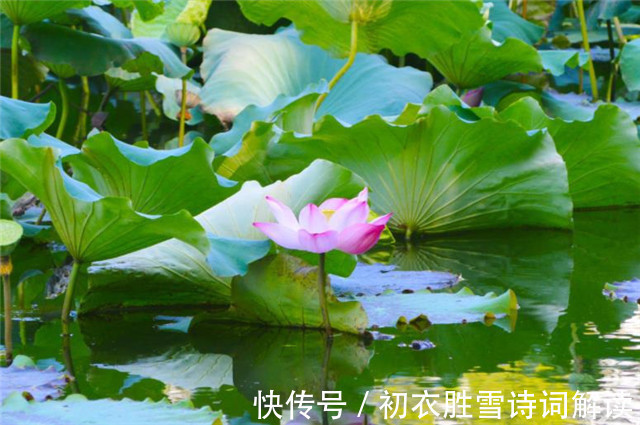 中國文化#賞讀李漁荷花兩篇:冷然一陣荷香過,是花是葉,分他不破