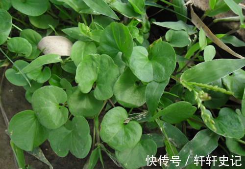 马蹄草|西湖边上长出的野草,就连皇帝都说它好吃