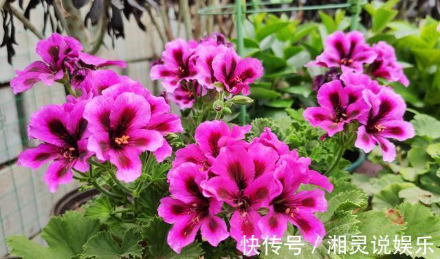 5种超爱开花的花卉，随便养一盆，一开就是大半年，超美超惊艳