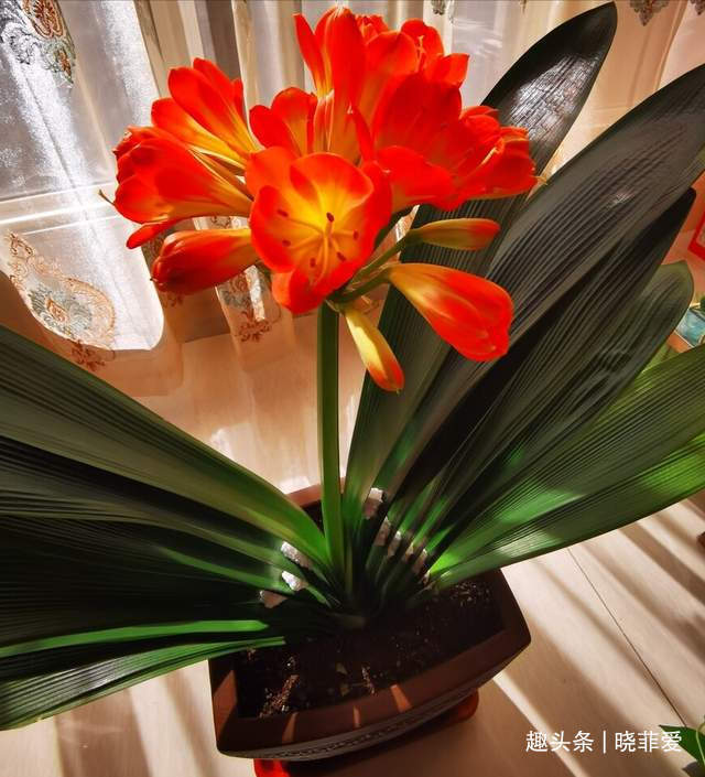 君子兰2大“嗜好”,促进轻松“爆盆”,叶子油绿开花艳