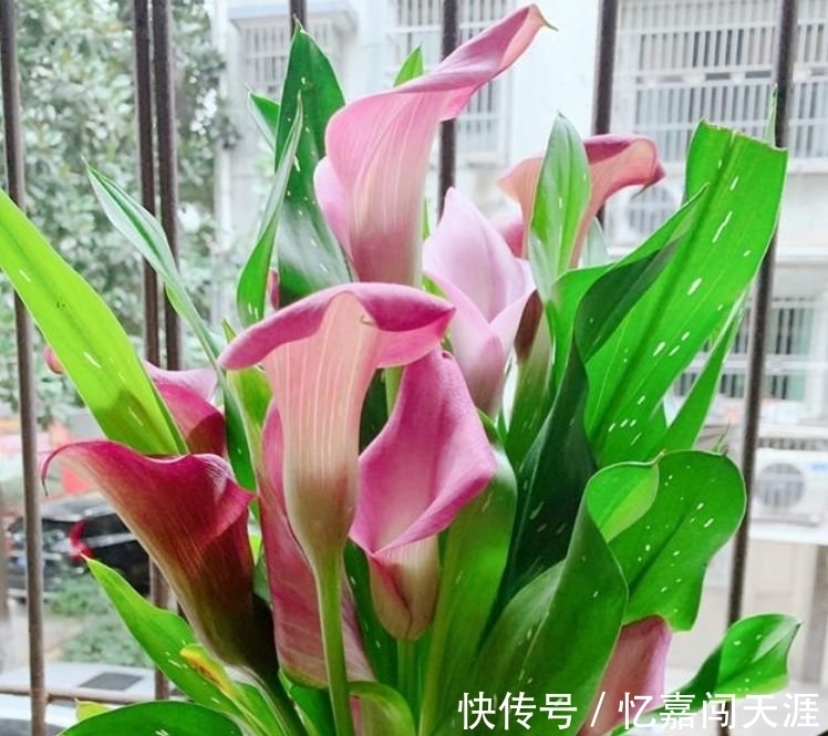 修剪|4种花漂亮又好养,四季花开不断,半月浇水一次,花开压弯枝头