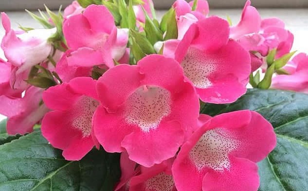 4种懒人“花”，漂亮花期长，耐阴又耐旱，好养易爆盆