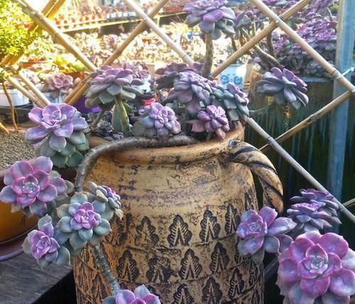 5种多肉,皮实又好养,独苗变老桩,长出状态美极了