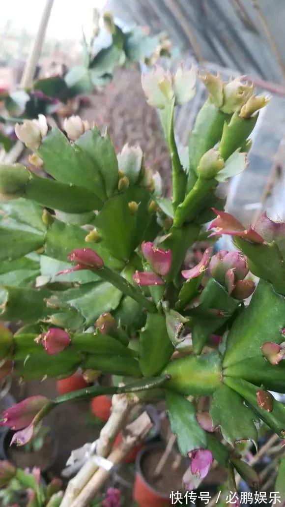 蟹爪兰嫁接1种枝条,花量暴增上百朵,开成大花树,还不烂根!