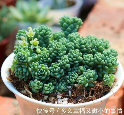 颜值|4种清新喜人的多肉植物，颜值高好养护，适合女生养！