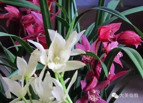 看看小编的兰花