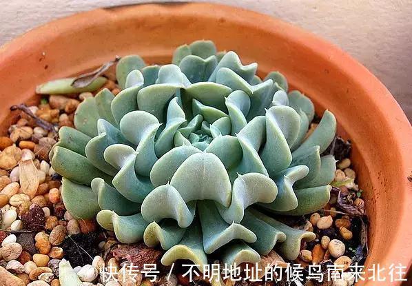60种多肉图鉴及养护要点，1分钟学会，超全超实用！