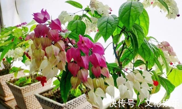 一种新型花卉“龙吐珠”,1朵花开2色,开花一串串,高贵寓意好