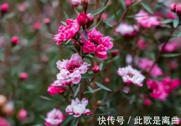 最适合新手养的4种花,花色艳花量大,一开就美爆,养1盆超美!